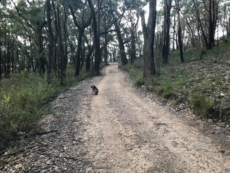 Koala on the Steub Trail near Adelaide